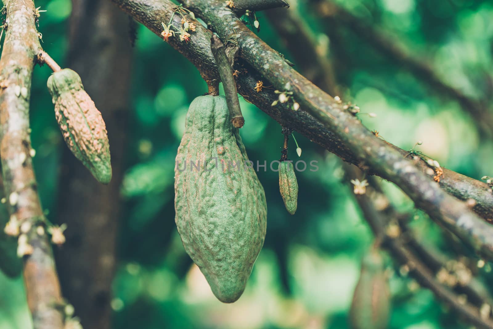 Cacao Tree (Theobroma cacao). Organic cocoa fruit pods in nature by freedomnaruk