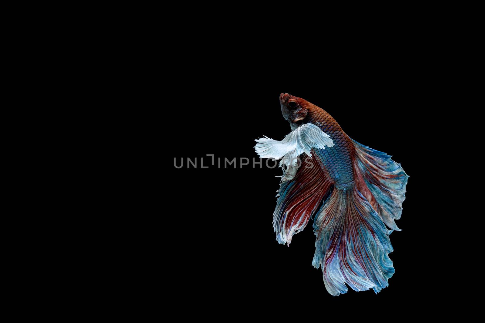 Betta fish, siamese fighting fish, betta splendens isolated on b by freedomnaruk