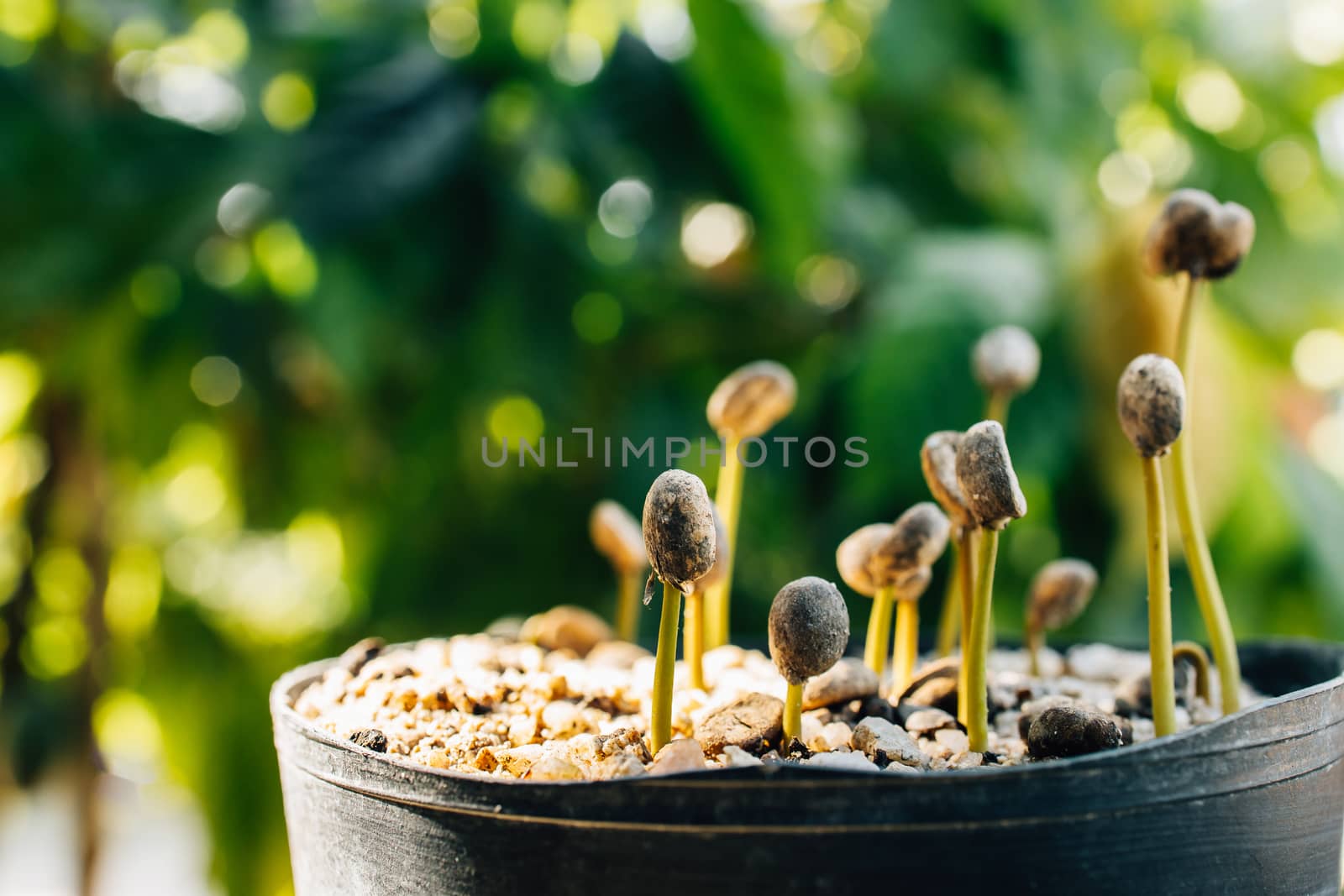 coffee sprout growing in nature Close-Up