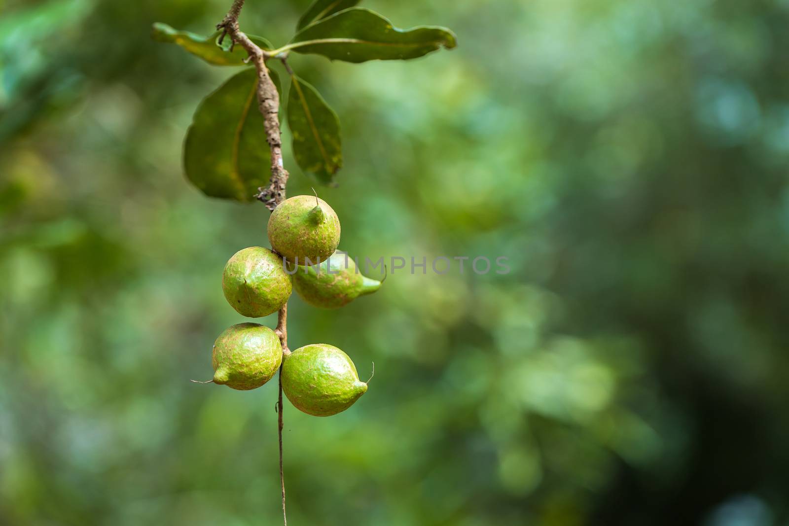 Macadamia nuts ready for harvesting