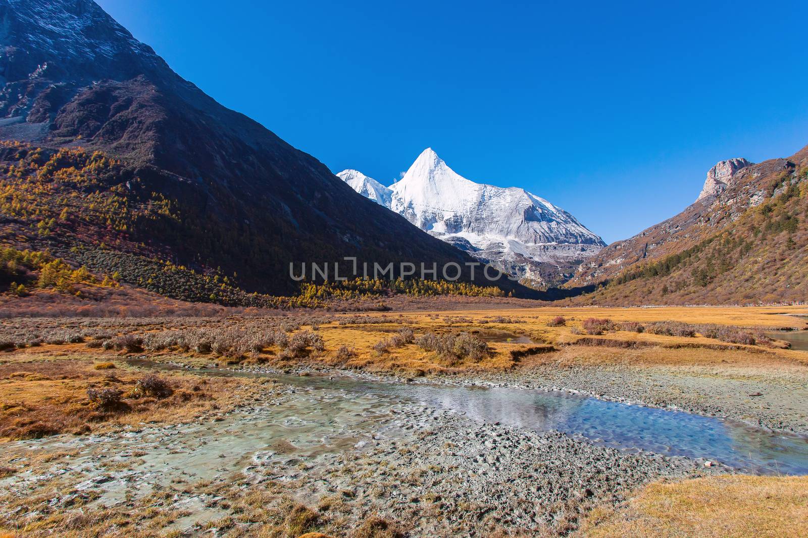 Colorful in autumn forest and snow mountain at Yading nature res by freedomnaruk