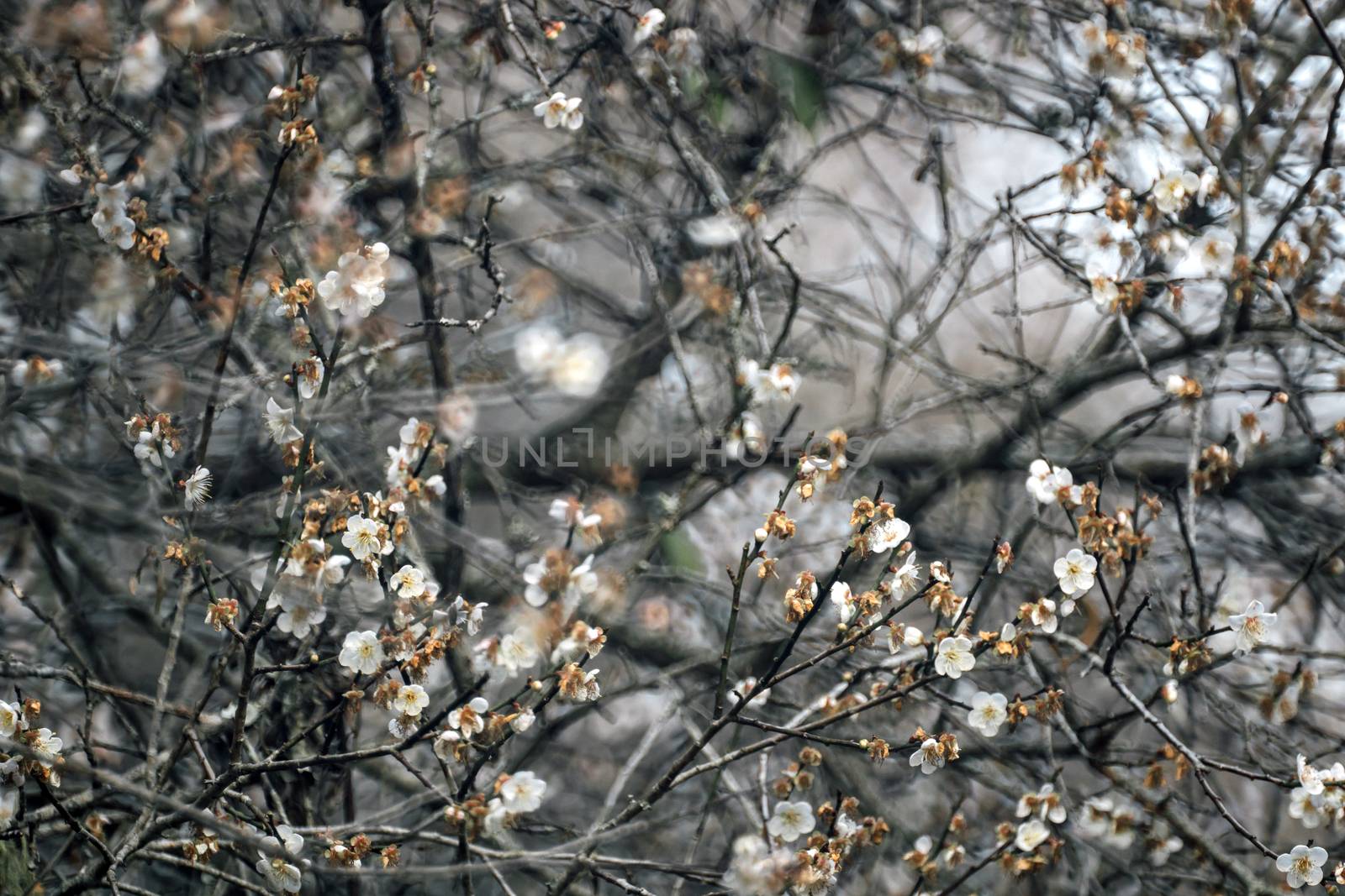 
Plum Blossom Bloom Tree White by freedomnaruk