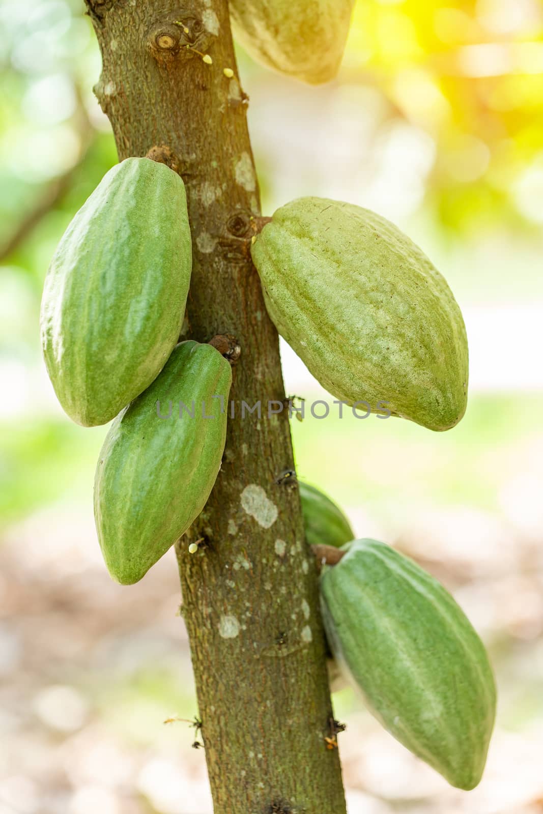 Cacao Tree (Theobroma cacao). Organic cocoa fruit pods in nature.