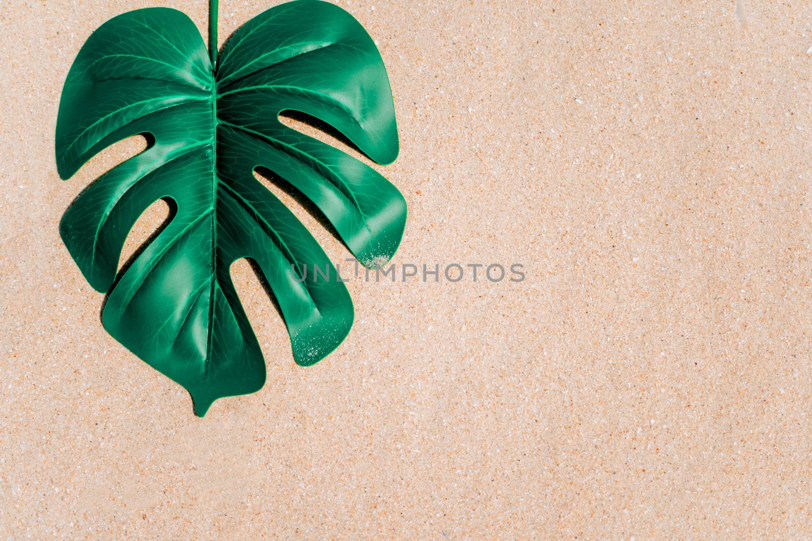 Tropical monstera leaf on sand texture background summer beach concept.