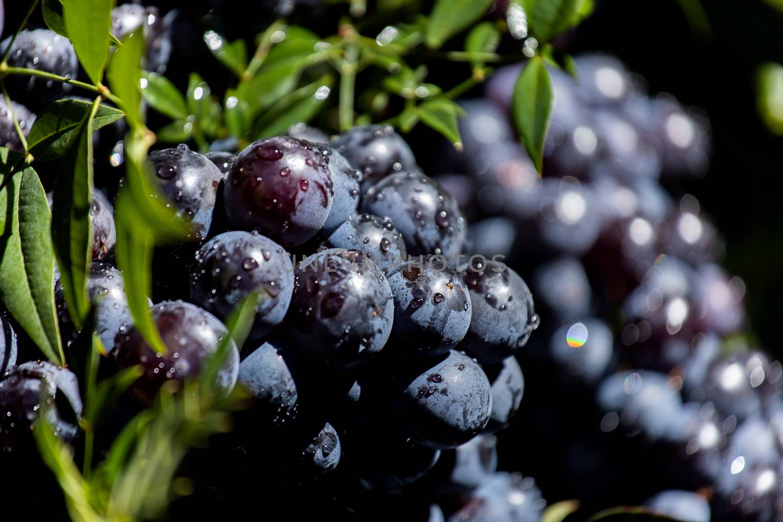 Dark grapes in a basket. Grape harvesting. Red wine grapes by freedomnaruk