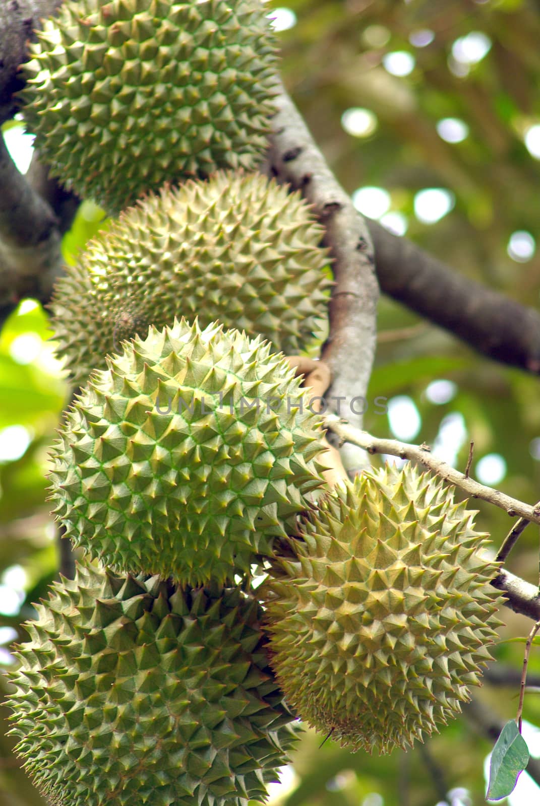 Large durian hanging on the branches of durian trees by Satakorn