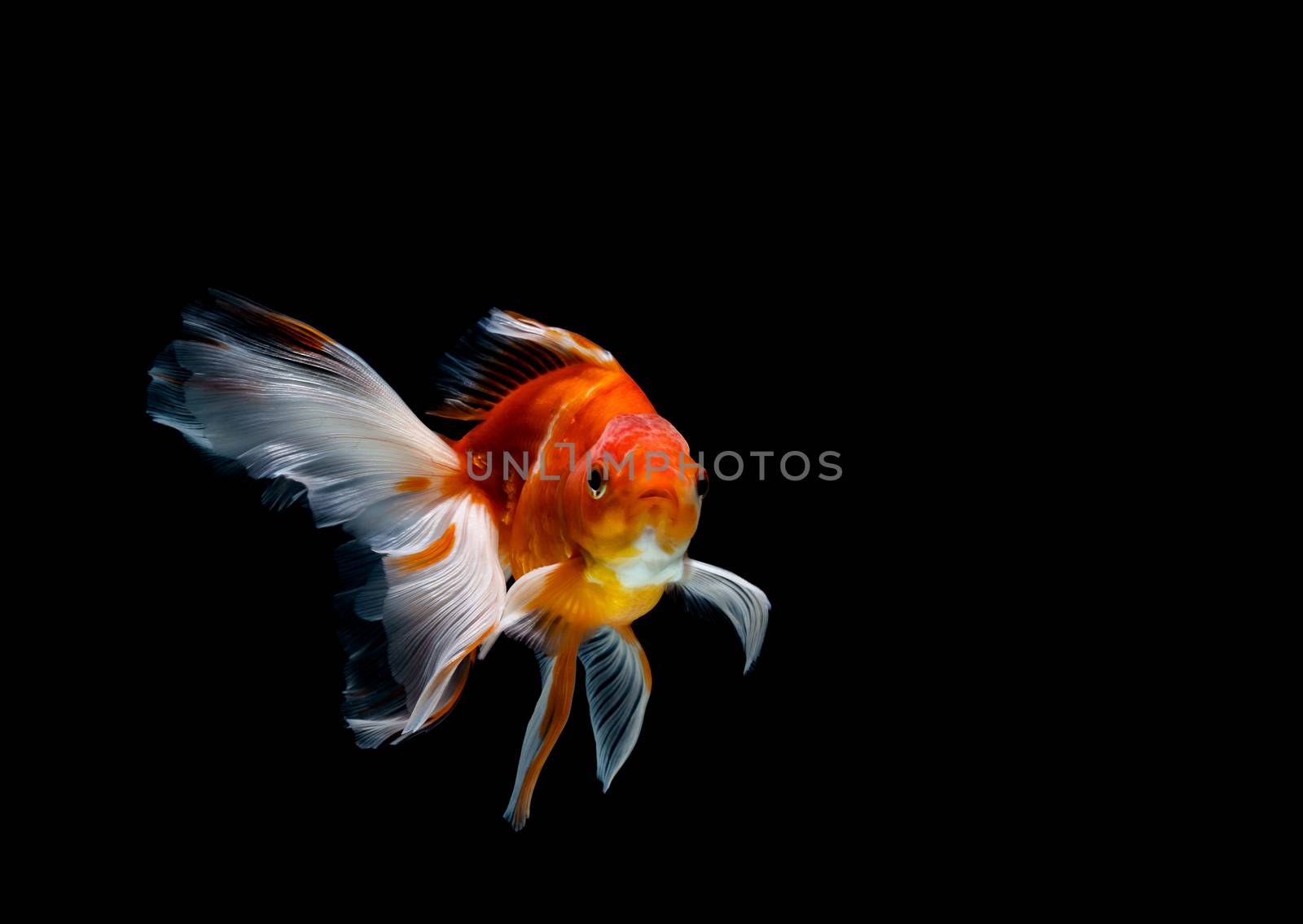 goldfish isolated on a dark black background by freedomnaruk