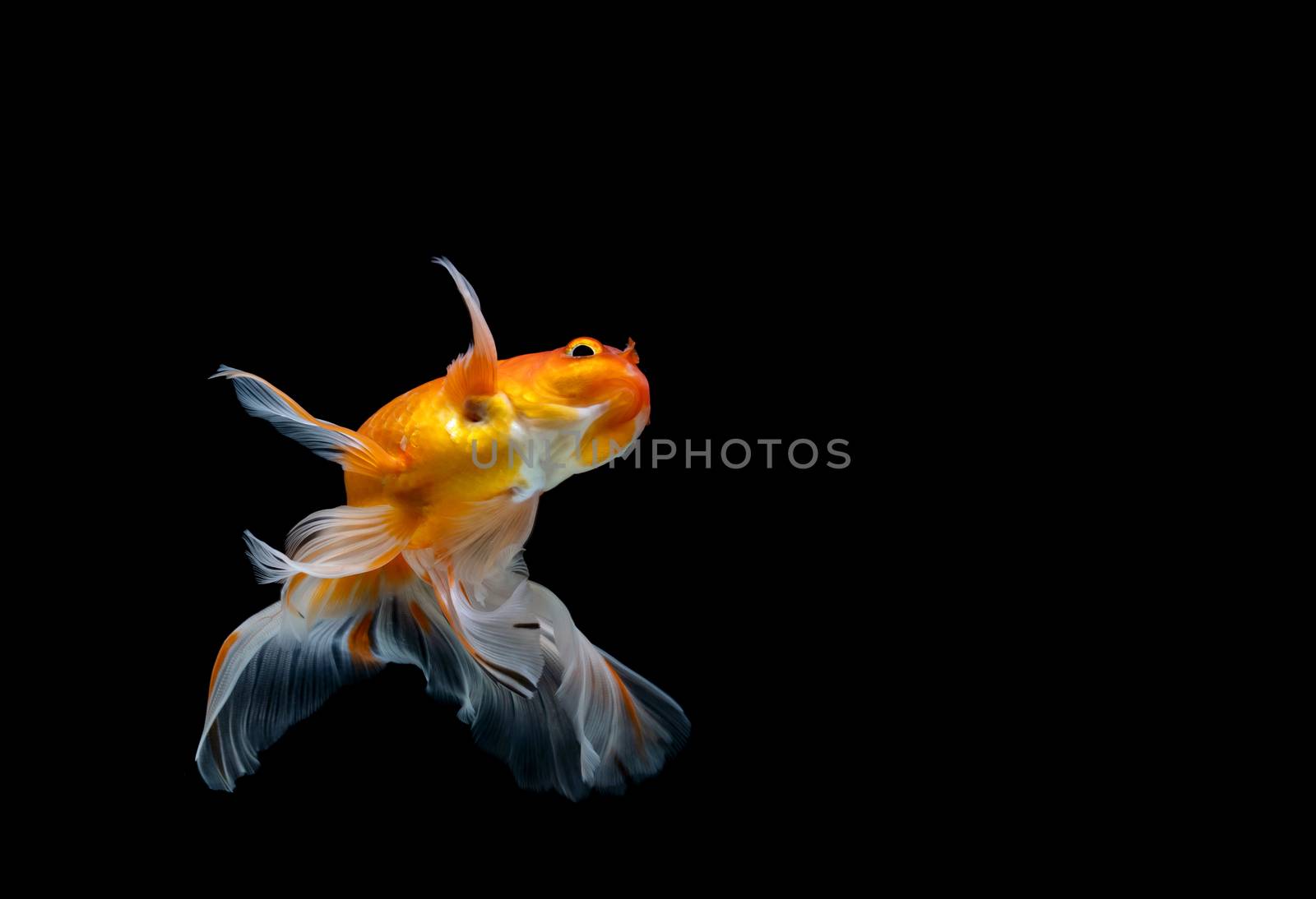 goldfish isolated on a dark black background