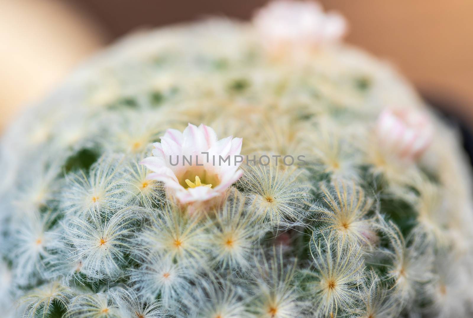 Pink flower of cactus Mammillaria