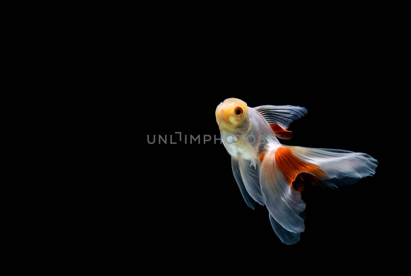 goldfish isolated on a dark black background