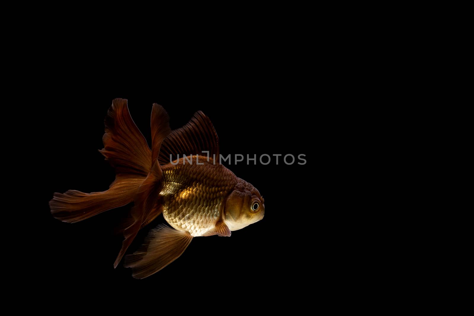 goldfish isolated on a dark black background by freedomnaruk