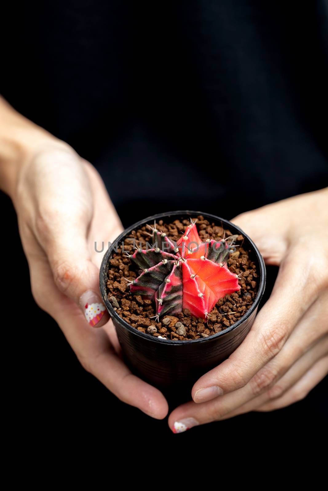 Colourful cactus Gymnocalycium mihanovichii  by freedomnaruk