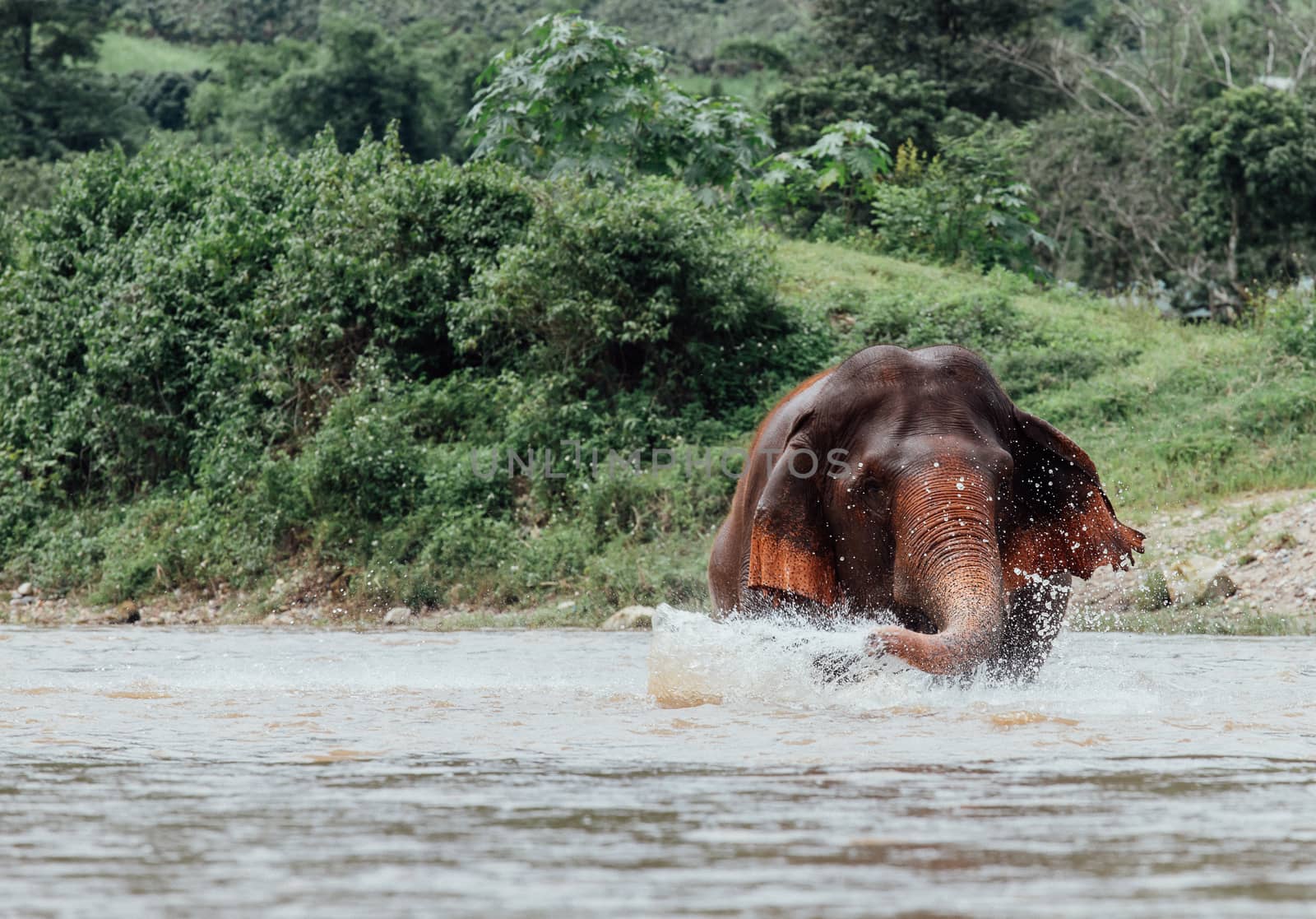 Asian Elephant in a nature at deep forest in Thailand by freedomnaruk