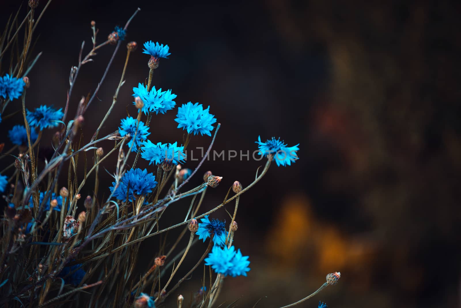 colorful flowers in depth of field by freedomnaruk