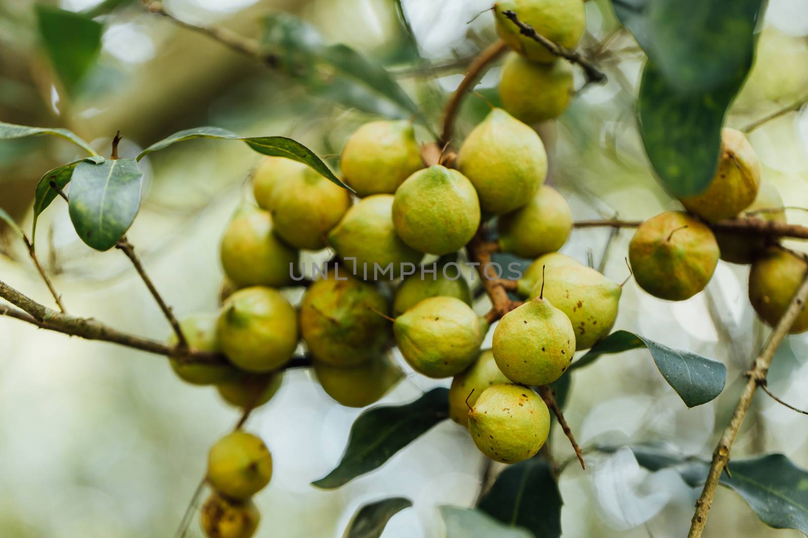 Macadamia nuts ready for harvesting