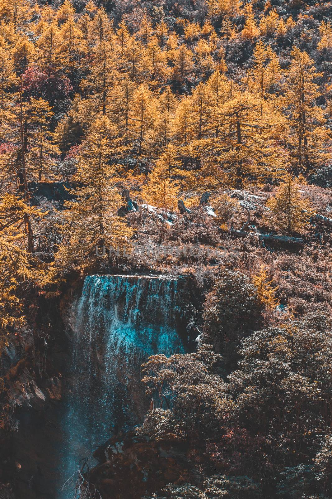 Colorful in autumn forest and snow mountain at Yading nature res by freedomnaruk