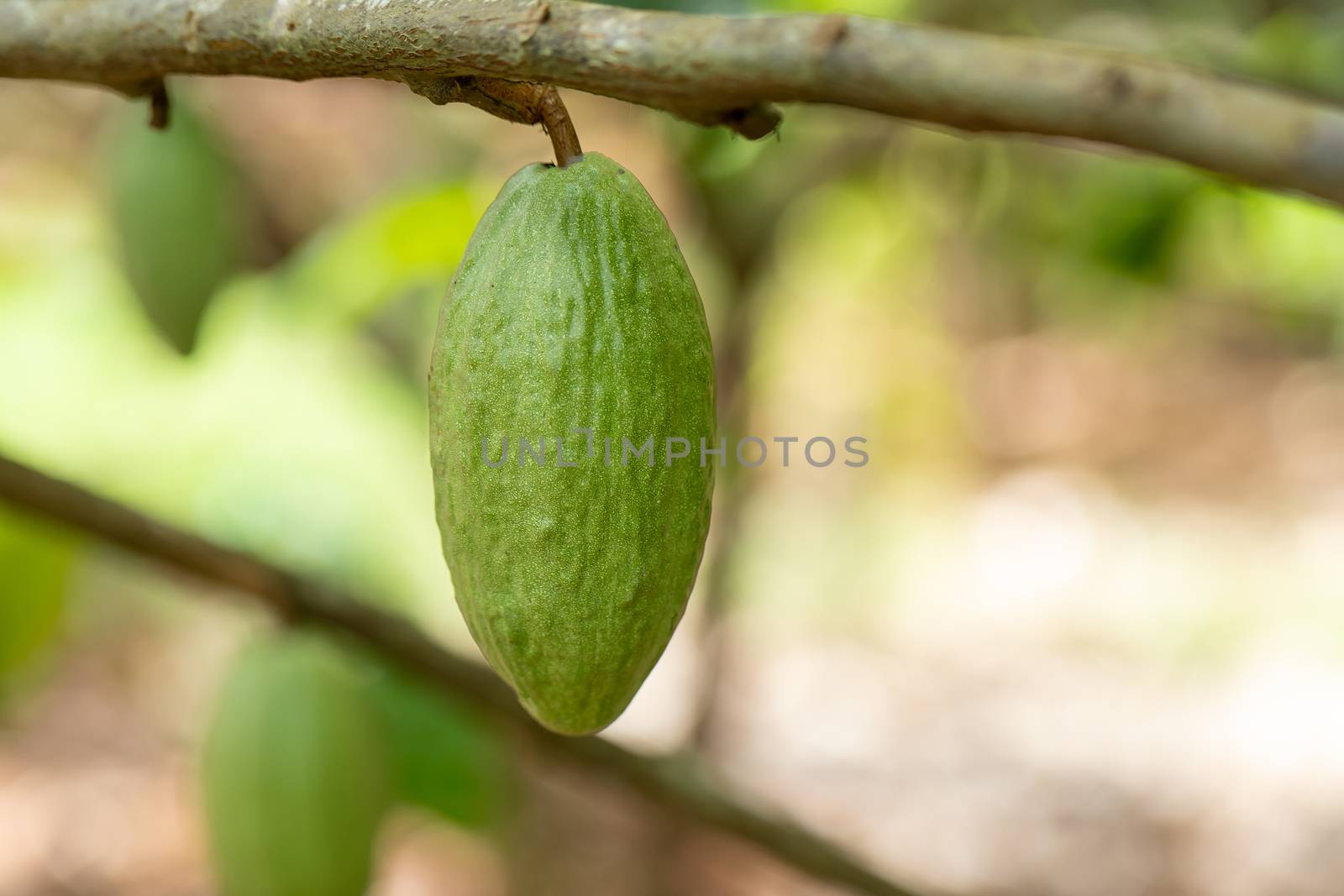 Cacao Tree (Theobroma cacao). Organic cocoa fruit pods in nature.