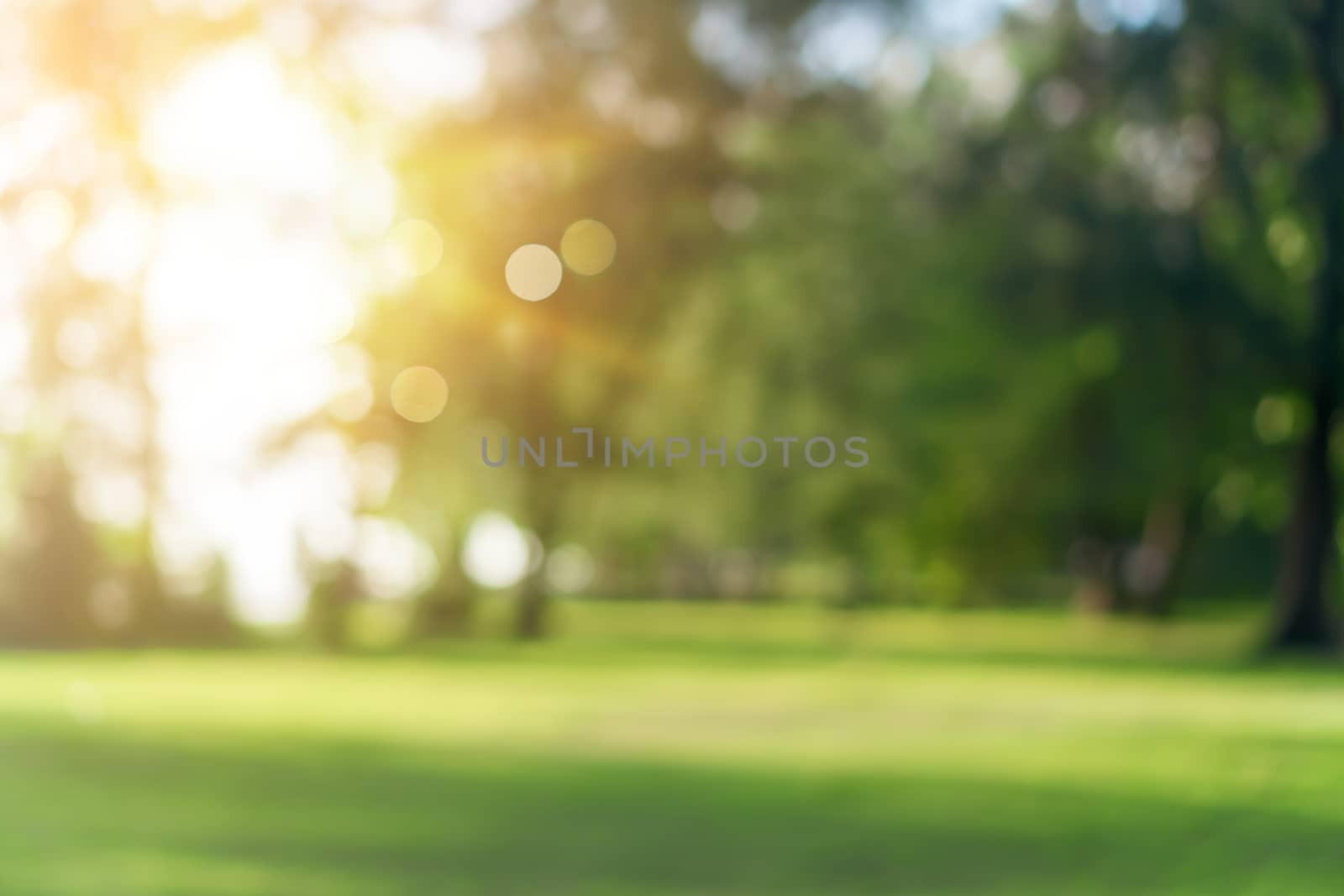 Blur nature bokeh green park by beach and tropical coconut trees by Suwant