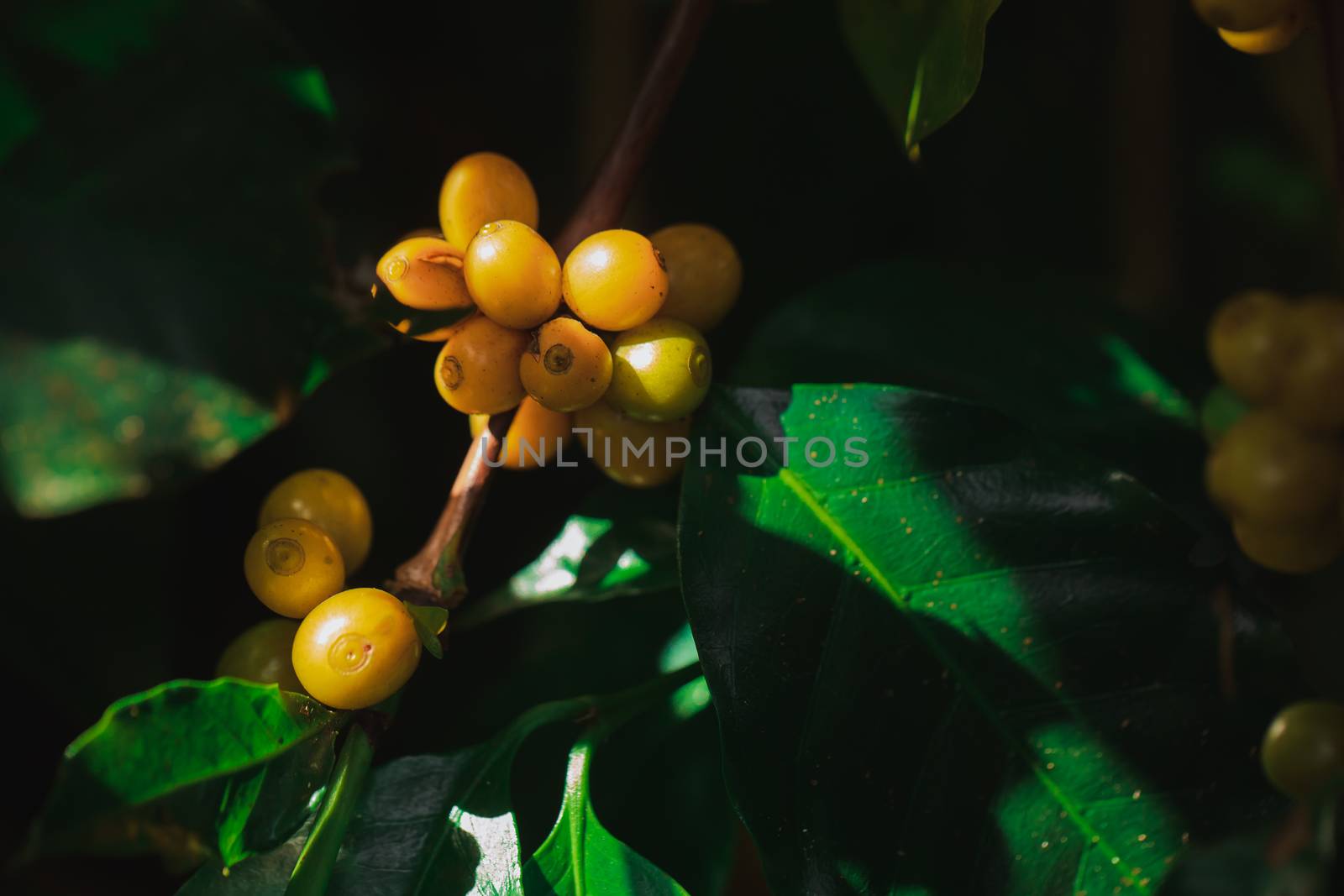 Coffee beans ripening on tree in North of thailand