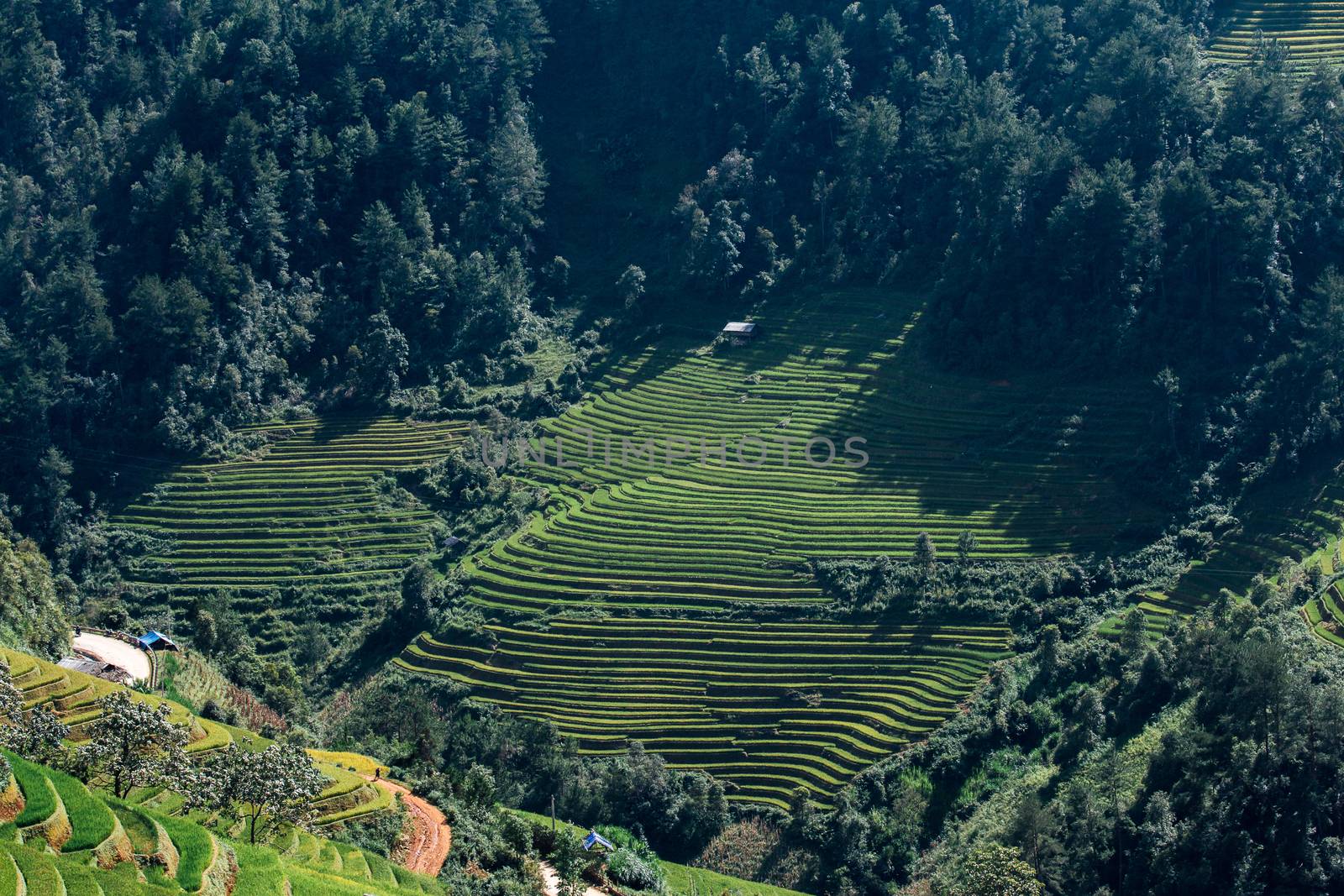 Green Rice fields on Terraced in Muchangchai, Vietnam Rice field by freedomnaruk