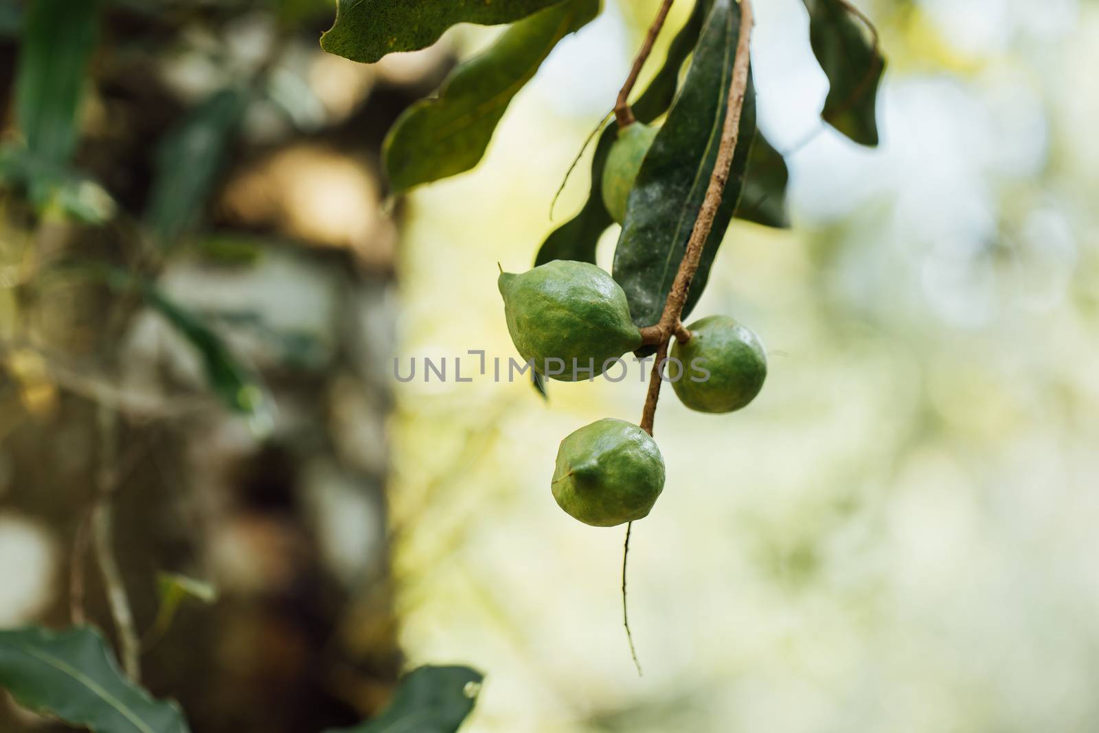 Macadamia nuts ready for harvesting by freedomnaruk