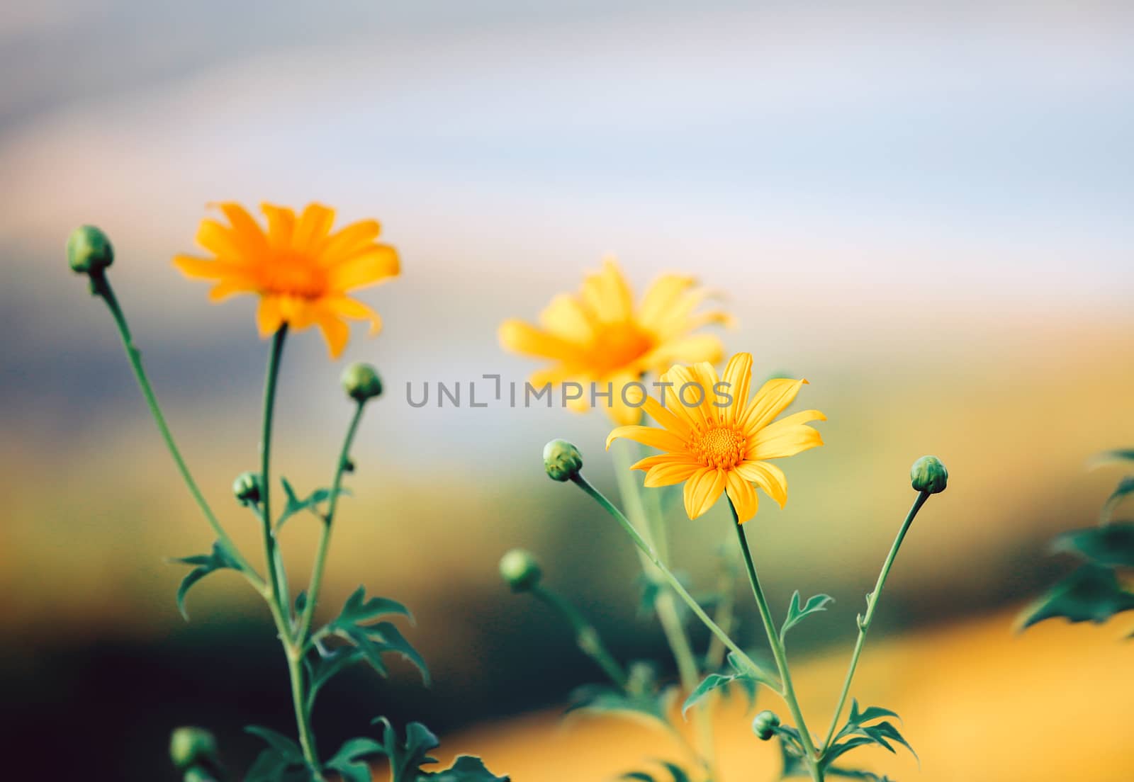 Beautiful yellow False Sunflower (Heliopsis helianthoides) blooming in field