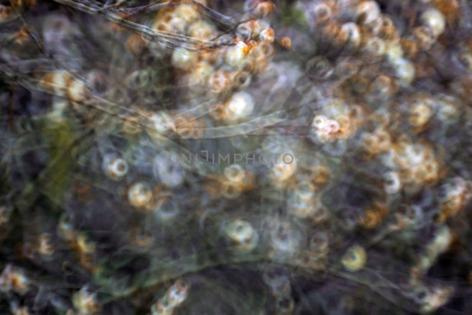 Abstract and defocused green bokeh background. by freedomnaruk
