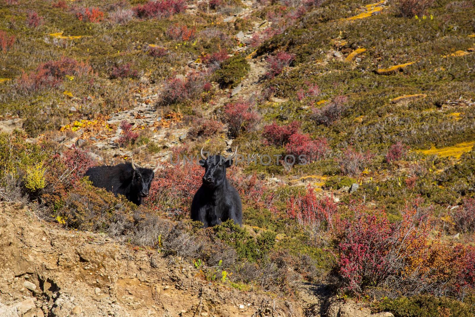 Black yaks graze high in the mountains. by freedomnaruk