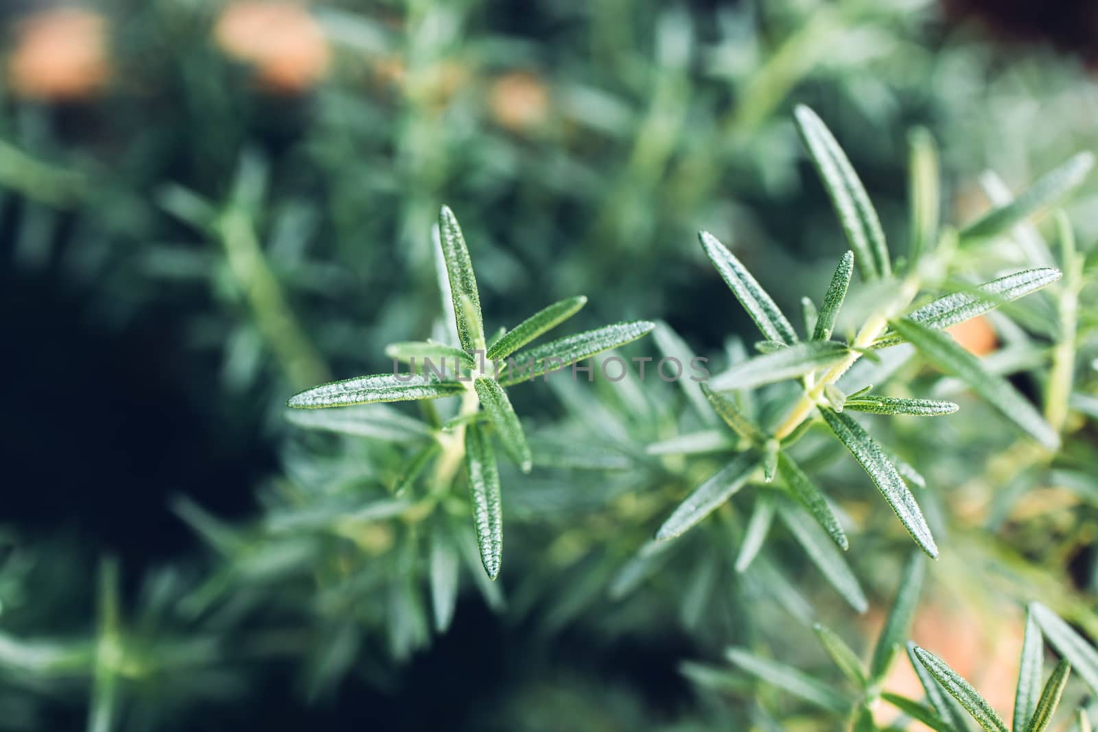Fresh Rosemary Herb grow outdoor. Rosemary leaves Close-up. by freedomnaruk
