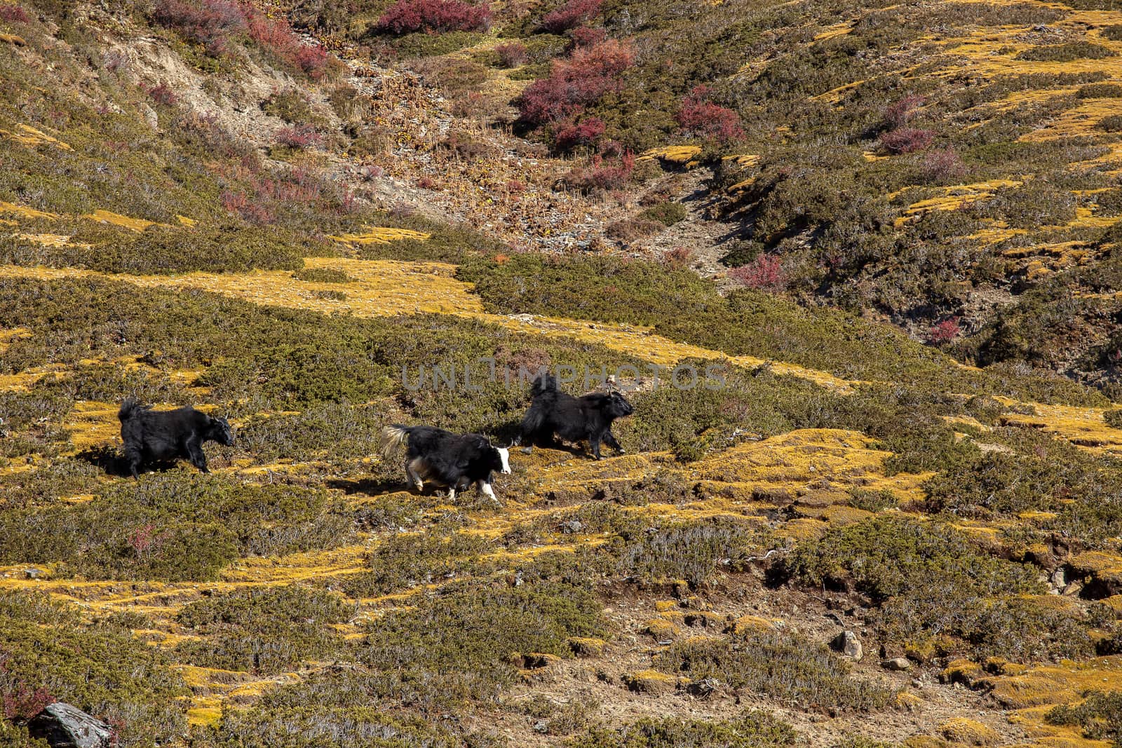 Black yaks graze high in the mountains.