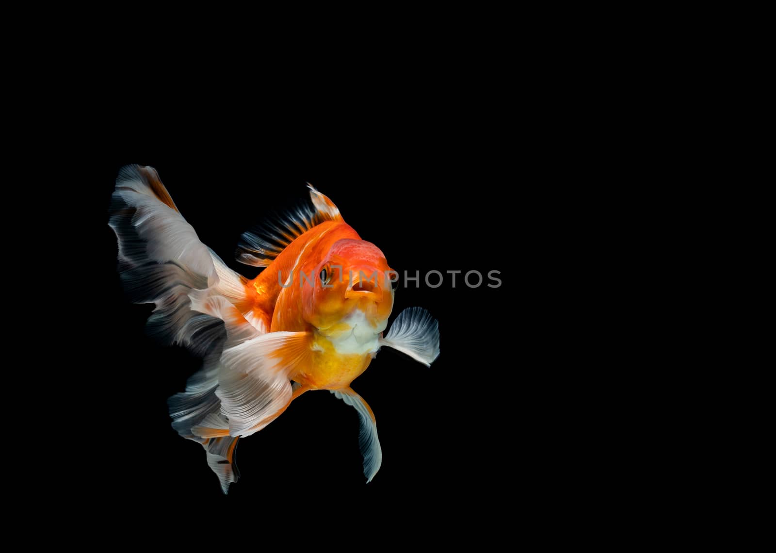 goldfish isolated on a dark black background