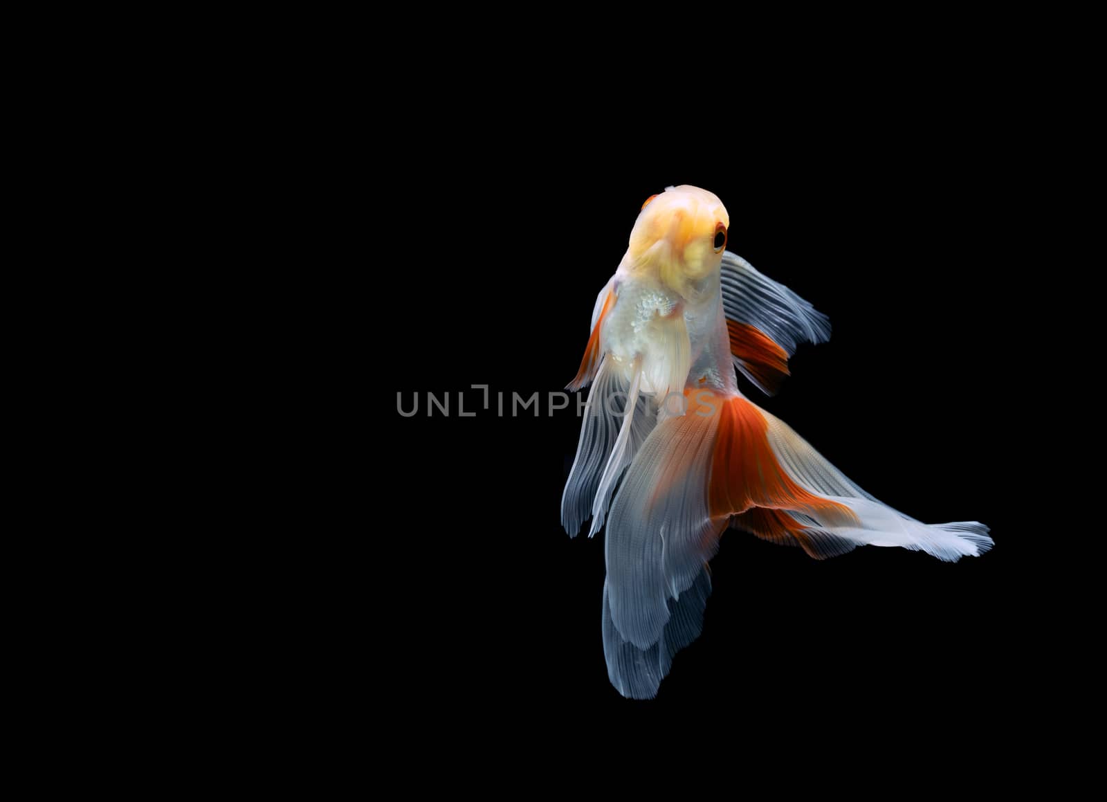 goldfish isolated on a dark black background