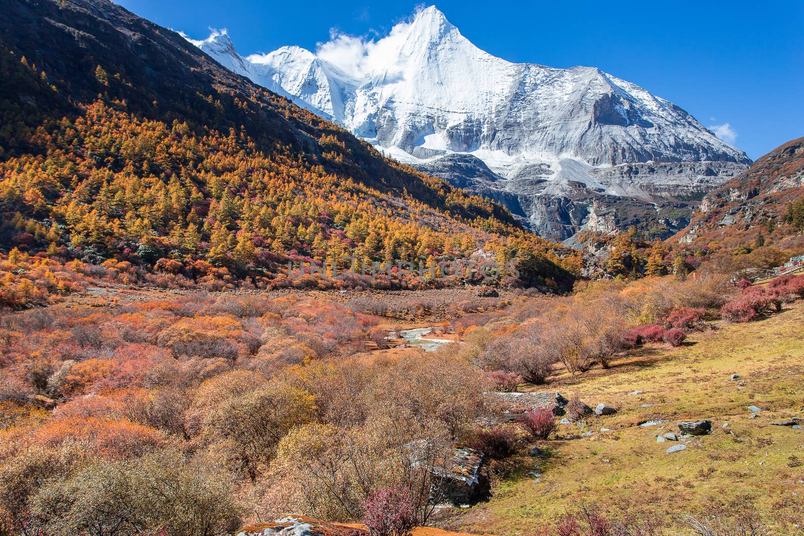 Colorful in autumn forest and snow mountain at Yading nature res by freedomnaruk