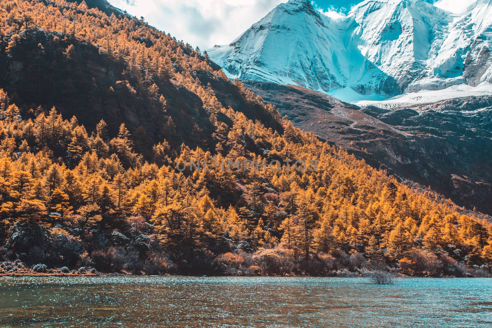 Colorful in autumn forest and snow mountain at Yading nature reserve, The last Shangri la