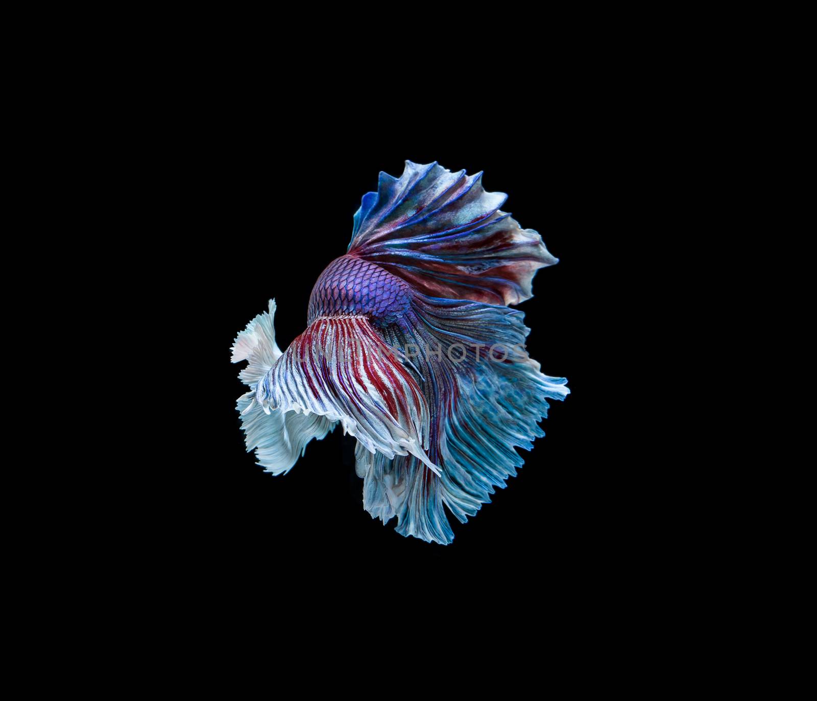 Betta fish, siamese fighting fish, betta splendens isolated on b by freedomnaruk