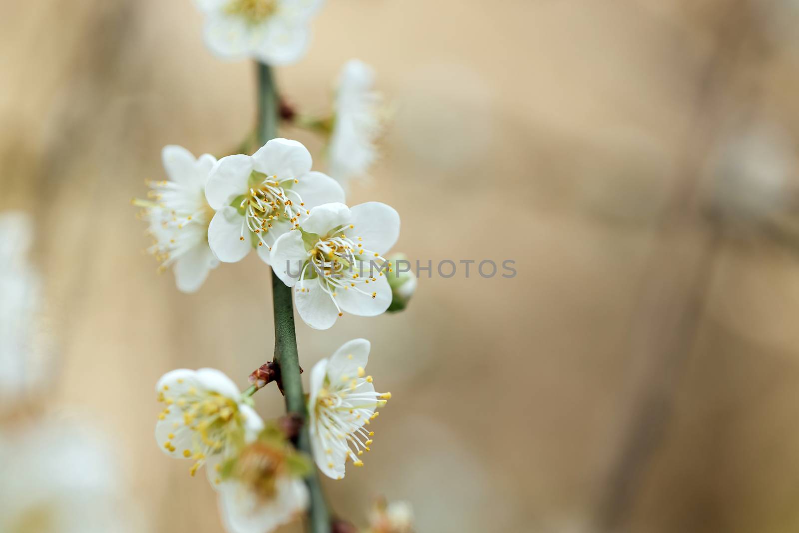 Plum Blossom Bloom Tree White  by freedomnaruk