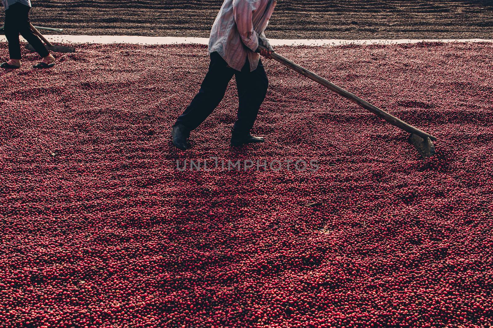 Coffee beans drying in the sun. Coffee plantations at coffee farm