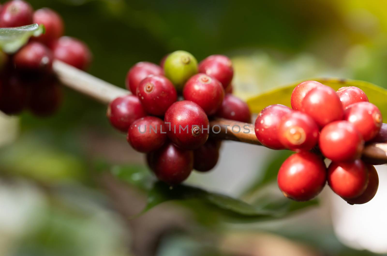 Coffee beans ripening on tree in North of thailand