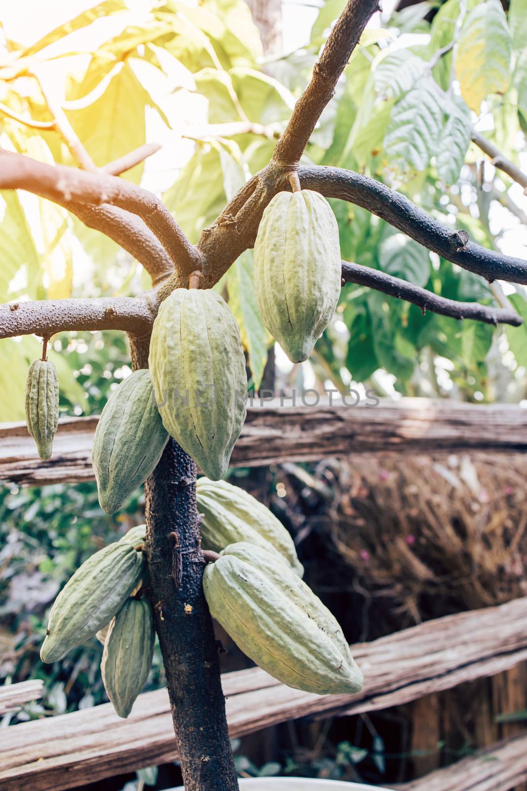 Cacao Tree (Theobroma cacao). Organic cocoa fruit pods in nature by freedomnaruk