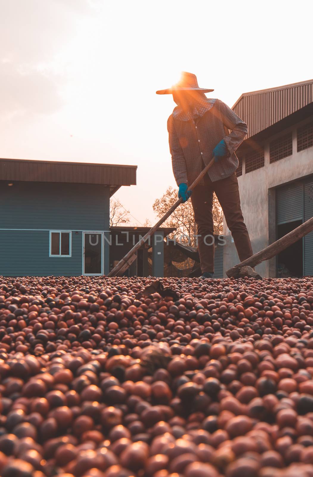 Coffee beans drying in the sun. Coffee plantations at coffee farm