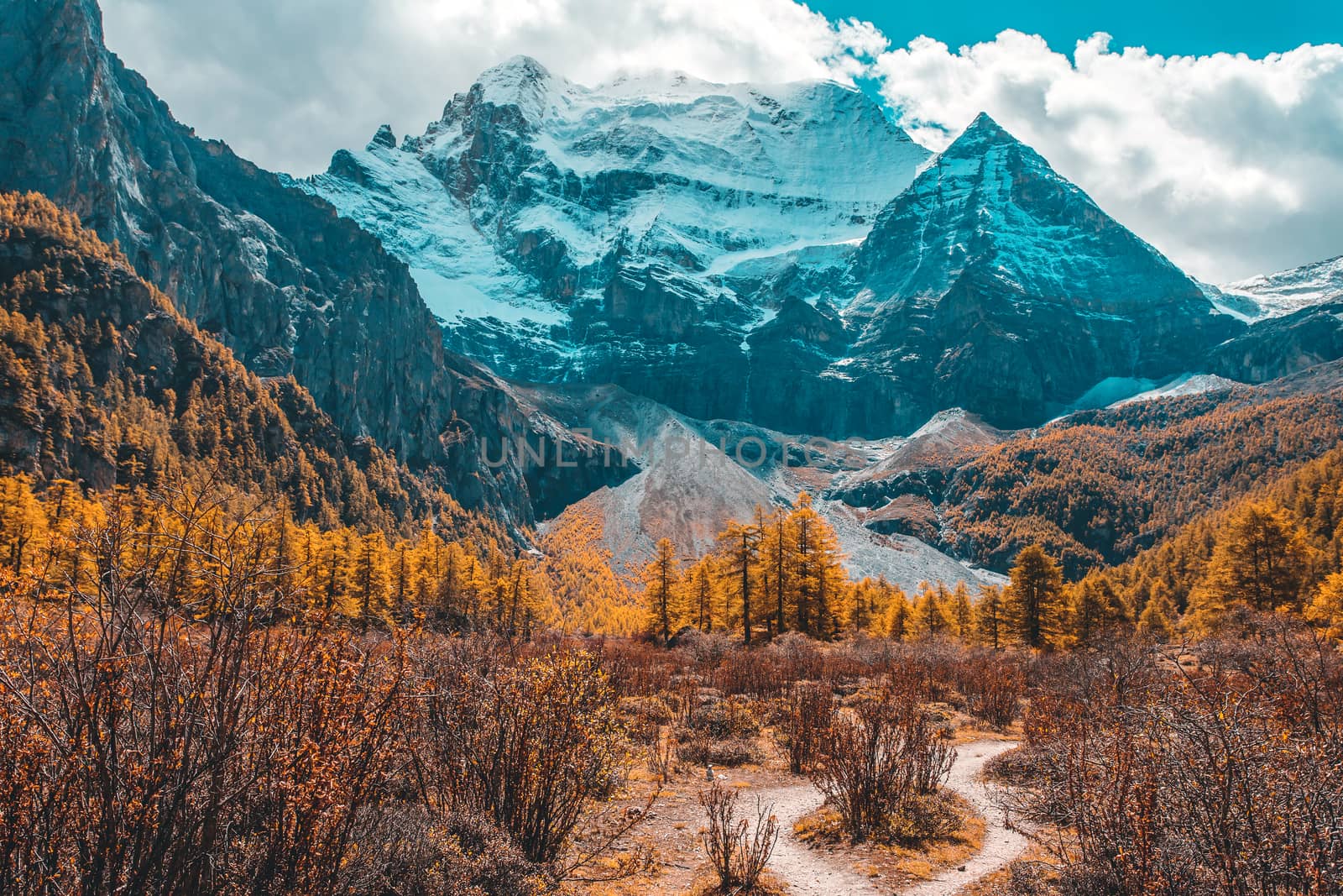 Colorful in autumn forest and snow mountain at Yading nature reserve