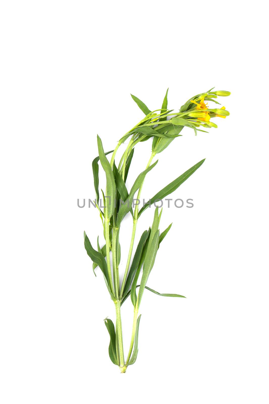 French Tarragon on white background