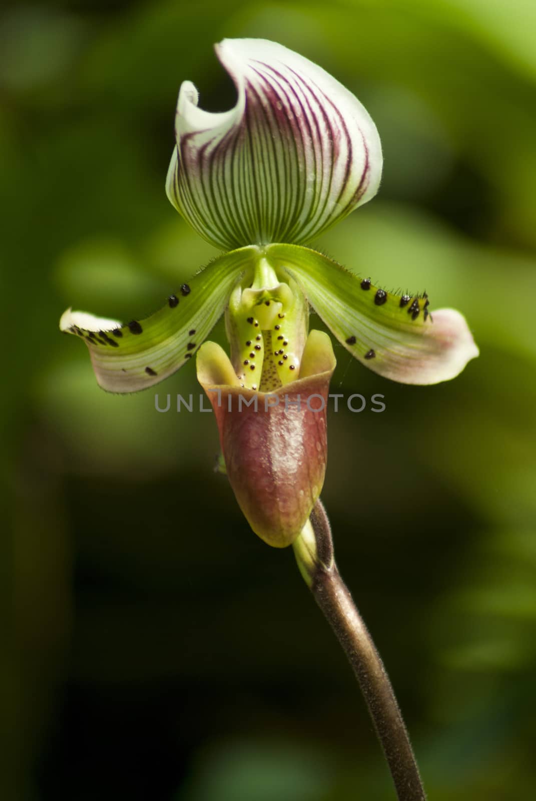 Paphiopedilum callosum found in evergreen forest