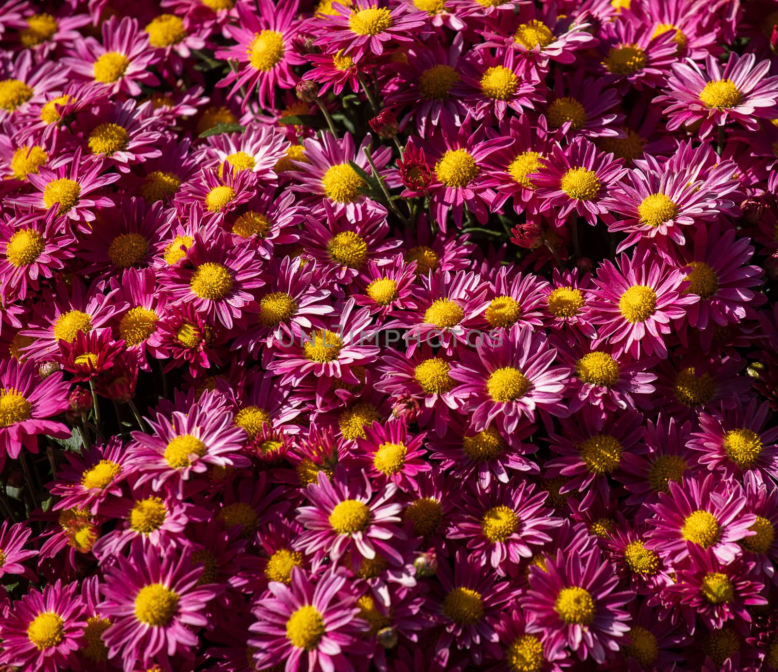 colorful flowers in depth of field