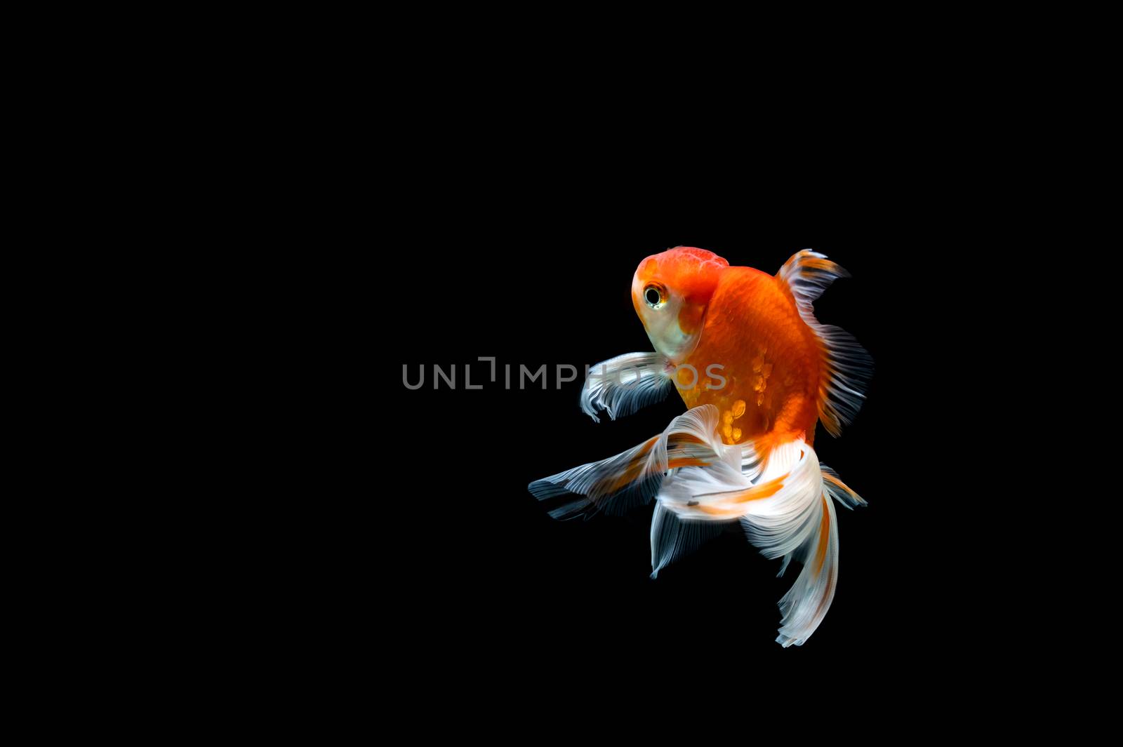 goldfish isolated on a dark black background