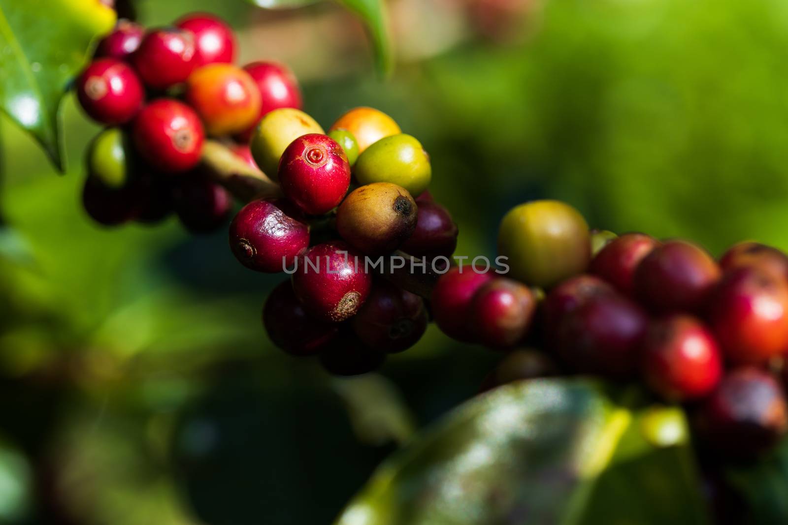 Coffee beans ripening on tree in North of thailand by freedomnaruk