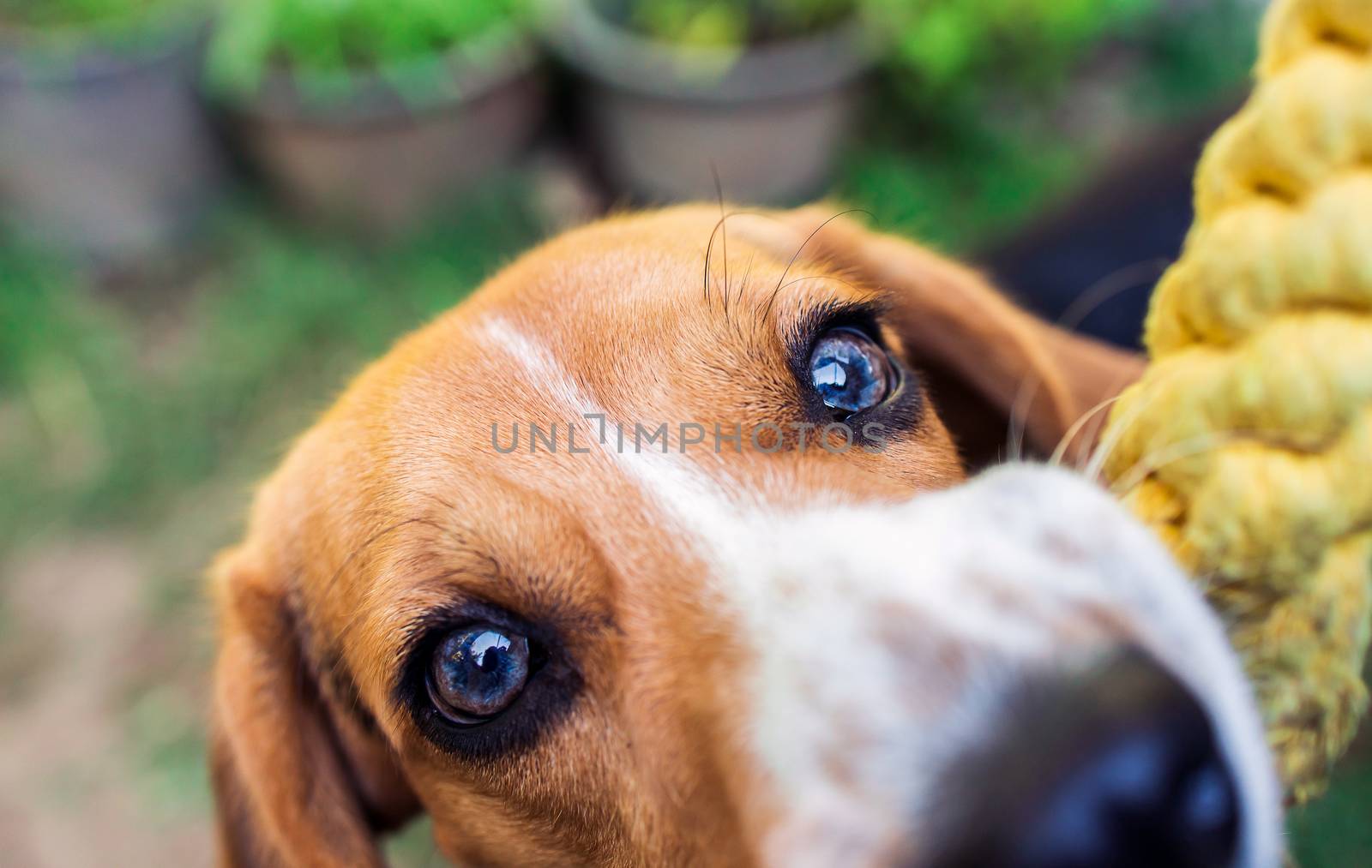 Puppy dog ripping ball apart Beagle dog purebred by freedomnaruk