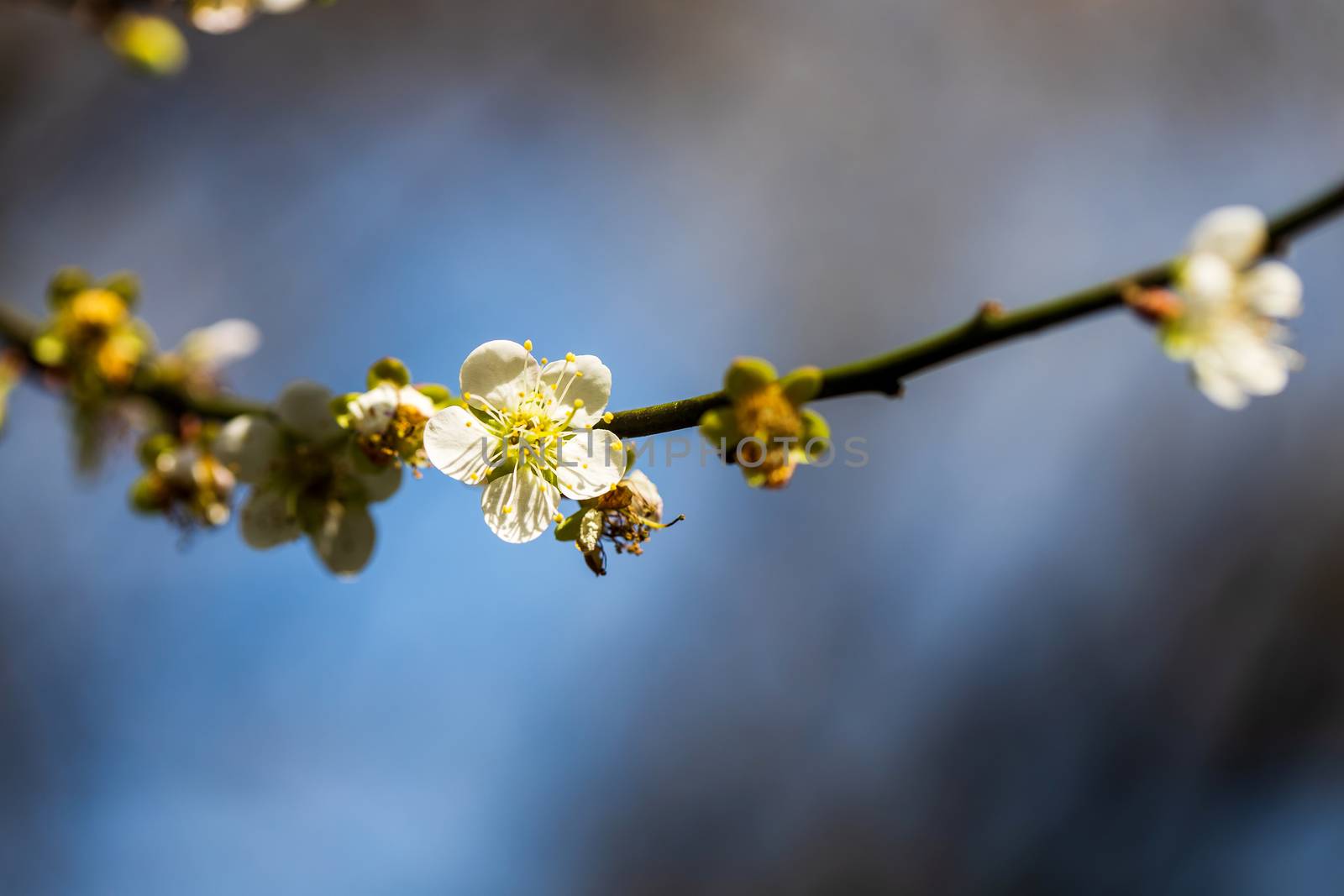 Plum Blossom Bloom Tree White  by freedomnaruk