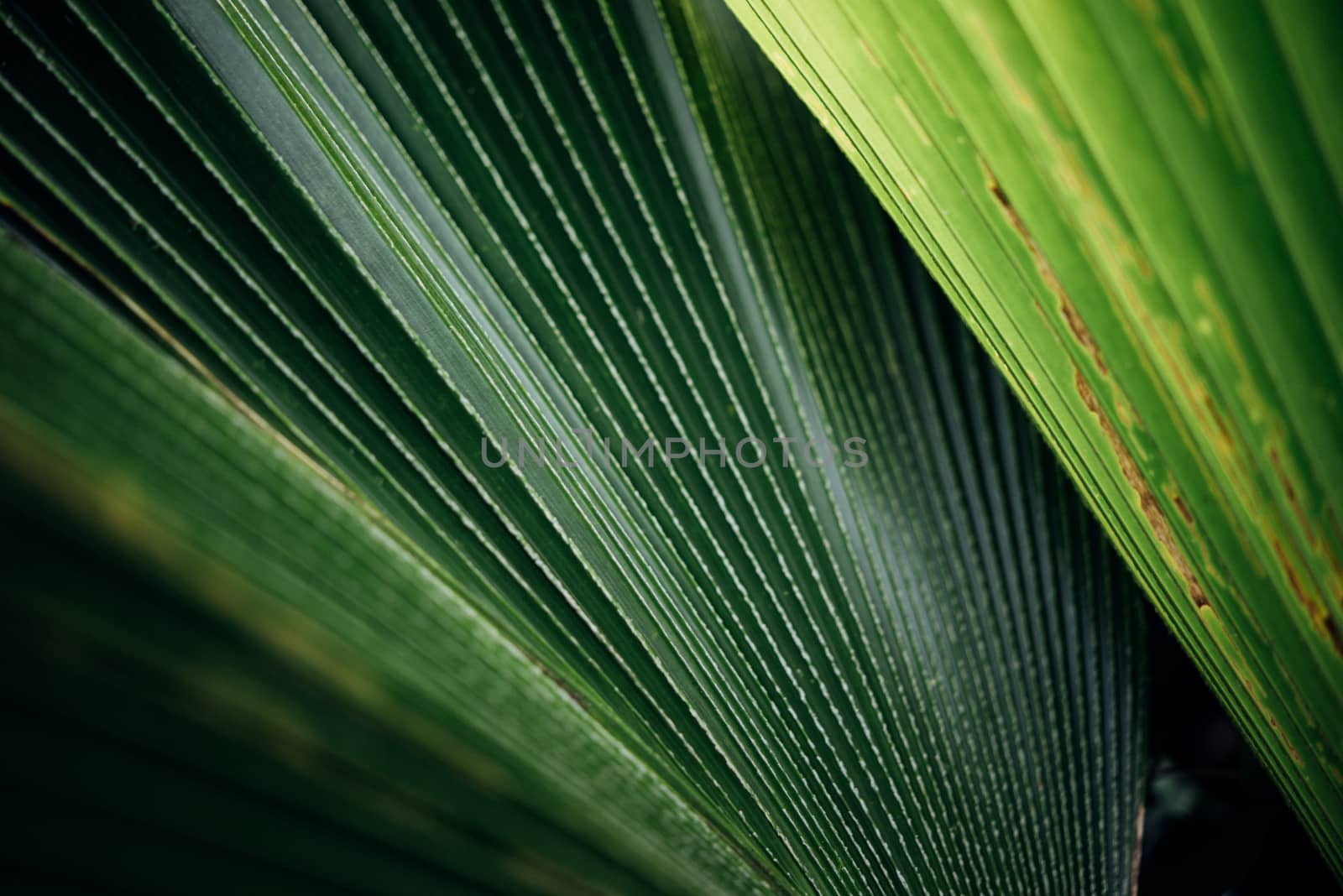 Greenery background of nature plant and leaf by PongMoji