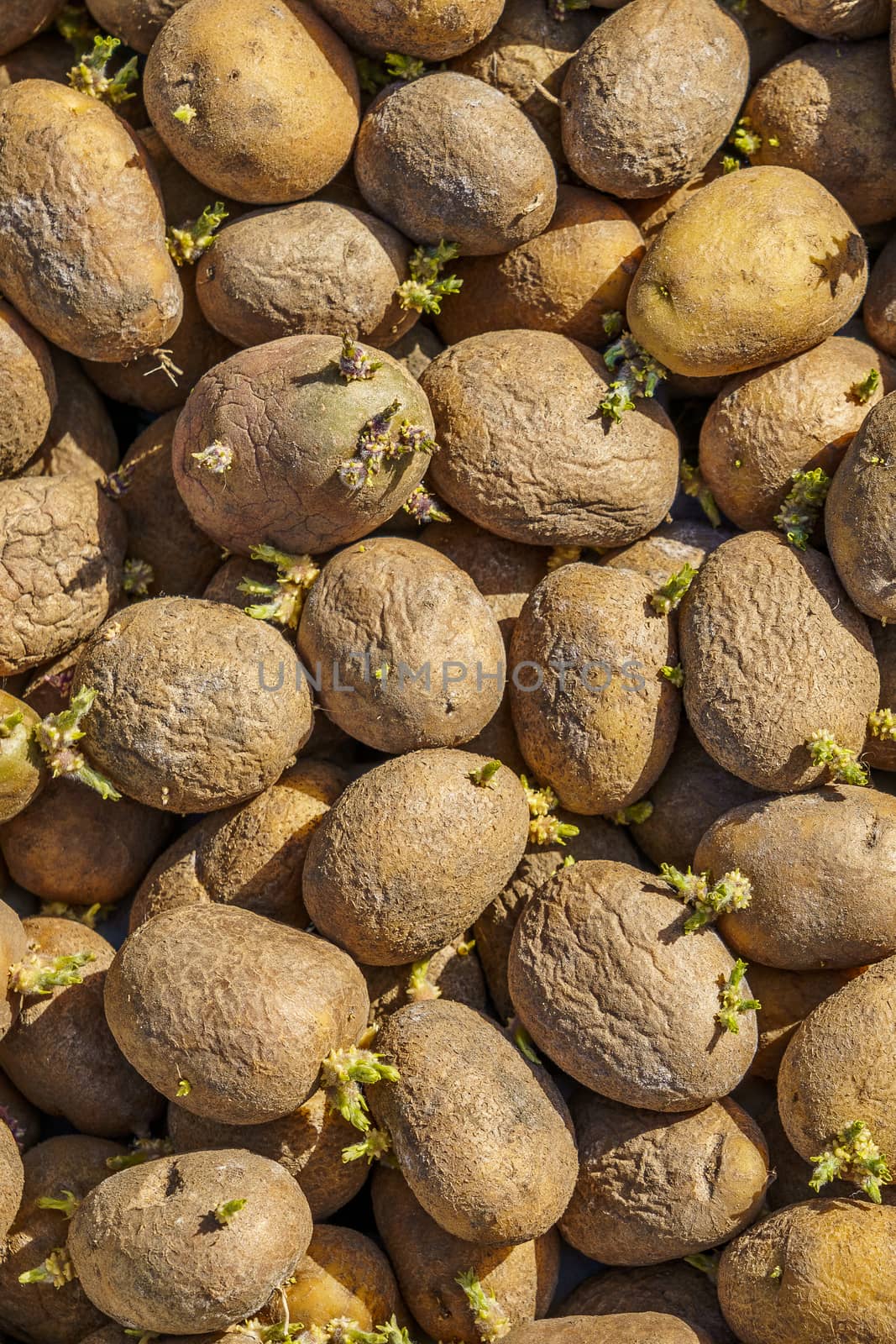 potato tubers with sprouts cooked for planting, close-up